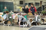 2012 BHCC National Specialty - Best Veterans & Winners Dog